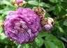 Rudelsburg rose photo