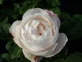 Merveille de Lyon rose photo