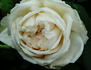 Madame Maurin rose photo