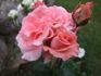Silberzauber rose photo