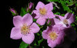 Lavender Spoon rose photo