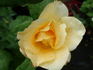 Yellow Queen Elizabeth rose photo