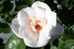 Silver Dawn rose photo