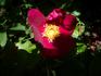 Rote Hannover rose photo