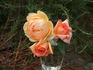 Horace McFarland rose photo