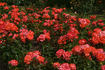Melody Maker rose photo