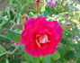 Miss Behavin'™ rose photo