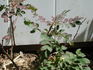 <i>Rosa arkansana</i> 'Peppermint' rose photo