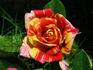 Earthquake ™ rose photo