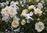 Heidesommer rose photo