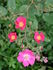 Rosy Purple rose photo