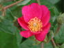 Rosy Purple rose photo