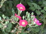 Rosy Purple rose photo