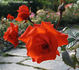 Feuerwerk ® rose photo