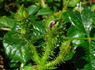 Fuzzy Wuzzy Red rose photo
