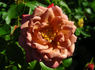 Chipmunk rose photo