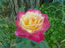 Classic Beauty ™ rose photo