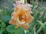 Indian Fema rose photo