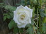 Janet Carnochan rose photo