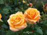 Golden Oldie rose photo