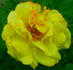 Cläre Grammerstorf rose photo