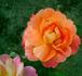 Jacques Latouche rose photo
