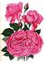 France et Russie rose photo