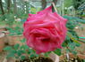 Love's Kiss rose photo