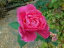 Showqueen rose photo