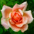 Madame Jean Demeshayne rose photo