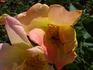Gottfried Keller rose photo