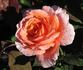 Enchanted Autumn rose photo