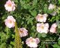 Elfenreigen rose photo