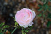 James Bougault rose photo