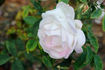 James Bougault rose photo