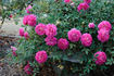 Rountuit ™ rose photo