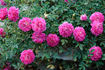 Rountuit ™ rose photo