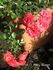 Fairy Queen rose photo