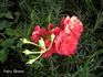 Fairy Queen rose photo