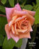 Dusty Rose rose photo