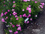 Paul Délépine rose photo