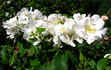 Morden Snowbeauty rose photo