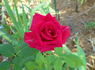Stephanie Diane rose photo