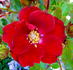 Halo Fire rose photo