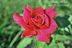 Morgan Hill Red rose photo