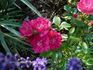 Fairy Queen rose photo