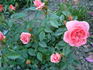 Pink Pirouette rose photo