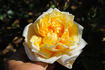 Golden Oldie rose photo