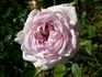 Rosabell rose photo