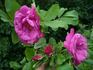 Monte Rosa rose photo